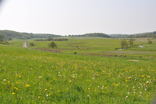 Fællestur til Grejsdalsløbet på søndag!